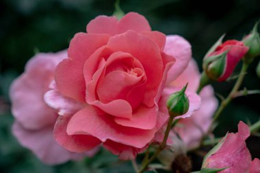 Çiçek açmış bir somon pembe gül yakın plan, çeşitli aşamalarda tomurcuklar, bulanık koyu yeşil arka plan karşı.