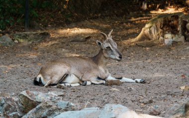 Bir markhor yerde yatıyor. Küçük boynuzları vardır ve etrafı toprak, kaya ve yeşilliklerle çevrilidir..