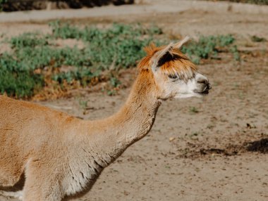 Bronz bir alpaka, solaryum zeminli ve arka planda seyrek yeşil yapraklı güneşli bir açık hava ortamında profilden sağa dönük olarak görülür..