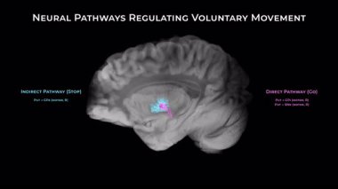 Bazal ganglia motor devresi doğrudan, dolaylı ve hiperdoğrudan yollar gösteriyor. Siyah arka planda gönüllü hareketi düzenliyor..