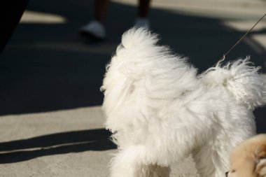 Pofuduk beyaz kaniş, güneşli şehir kaldırımlarında duruyor. Kıvırcık kürkü, doğal ışıkta hafifçe parlıyor..