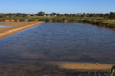 Ria Formosa 'daki sakin sular ve kumsallar tuzlu bataklıklar, Fuseta, Algarve, Portekiz. Doğal parktaki bitki örtüsü ve kuşlarla.