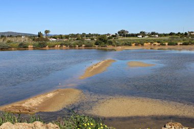 Ria Formosa Doğal Parkı, Fuseta, Algarve, Portekiz 'deki tuzlu bataklıklar ve sığ sular. Kuşlar kumsalda dinlenirken.