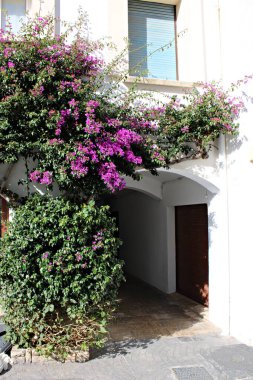 Colorful bougainvillea climbing over a white Mediterranean house facade in Roc de Sant Gaieta, Roda de Bera, Tarragona, Spain. Showing vibrant flowers, traditional architecture, and charming narrow street in a coastal village on a sunny summer day.