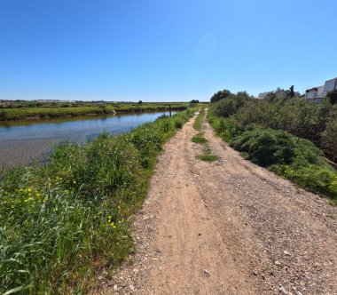 Portekiz 'in Fuseta kentindeki Ria Formosa gölü boyunca uzanan kırsal toprak yol, açık mavi gökyüzü altında yemyeşil bitki örtüsüyle çevrili, doğa yürüyüşleri, kuş gözlemleri ve koruma altındaki doğal koruma alanındaki çevre turizmi için ideal huzurlu kıyı manzarası.