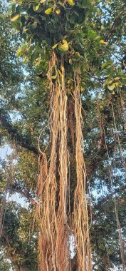 Büyük bir banyan ağacından sarkan uzun hava kökleri, güzel doğal bir yapı.