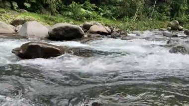 Ormanın ortasındaki nehirde su akıyor.