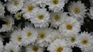 Sarı merkezli beyaz kasımpatı yakın plan.