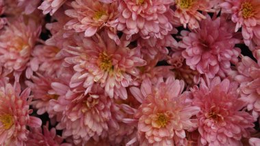 Çiçek açmış pembe kasımpatı yakın plan..