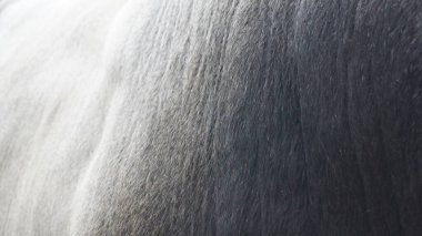 Bir atın ceketinin desen ve renk eğimini gösteren yakın çekimi.