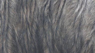 Gri ve kahverengi tonlu desenli hayvan kürküne yakın çekim.