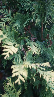 Yoğun, katmanlı, koyu yeşil yapraklarla dolu dikey bir çerçeve. Kozalaklı, koyu gölgeli ve desenli. Yoğunluk ve serin tonlarda..