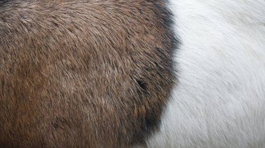 Kahverengi ve beyaz keçinin kalın, yumuşak kürk dokusunun makro görüntüsü. Arka plan kullanımı veya hayvan kürkü detaylarının altını çizmek için ideal..