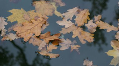 Suyun sakin ve karanlık yüzeyinde yüzen sonbahar meşe yapraklarının sakin ve karanlık bir görüntüsü dinginlik ve sonbahar mevsimi yaratıyor..