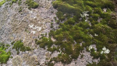 Derin, açık renkli kırıklar ve küçük yeşil yosun ve yosun parçalarıyla işaretlenmiş koyu bir kaya yüzeyine yakın çekim.