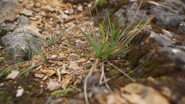 Güneşli bir günde, sert, kahverengi ve gri kayalar arasındaki dar bir yarıktan güçlü bir şekilde büyüyen canlı yeşil çimenlerin yakın çekimi..