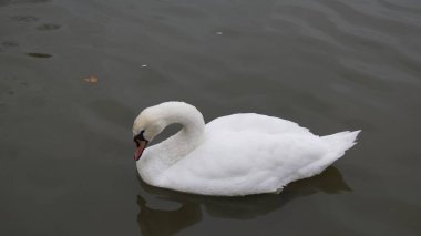 Beyaz bir kuğu dinleniyor ya da koyu sulara yayılıyor. Boynu ve başı nazikçe vücuduna doğru kıvrılıyor. Yuvarlak, huzurlu bir şekil yaratıyor..