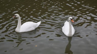 Yetişkin bir beyaz kuğu ve daha küçük, genç bir kuğu ya da cygnet gölün karanlık ve sakin yüzeyinde birlikte yüzerler..