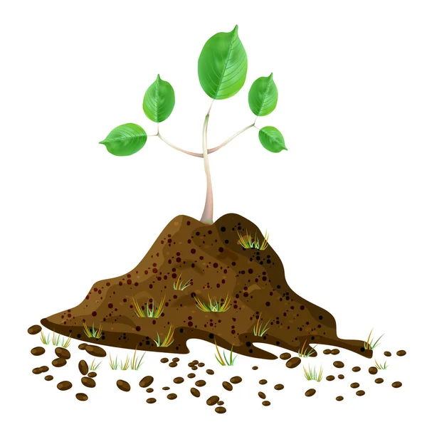 白い背景に隔離された土杭に播種する 汚れの山と成長する緑の苗木 山の土の中で発芽を発芽させます 地面に若い木が生えている 農業植物の春 アーバー 地球の日だ ストックベクトルイラスト — ストックベクタ