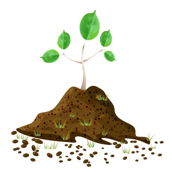 Seedling in soil pile isolated on white background. Pile of dirt and growing green sapling. Sprout shoot germination in the pile dirt soil. Young tree growing in the ground. Agricultural plant spring. Arbor day. Earth day. Stock vector illustration — Stock Illustration Seedling Soil Pile Isolated White Background Pile Dirt Growing Green Royalty Free Stock Vectors