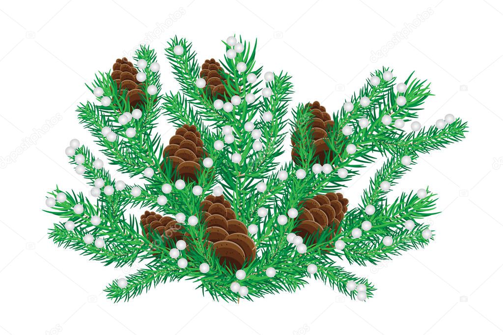 Fir branch with cone isolated on white background. Christmas tree twigs of spruce needles. Winter decor. Spruce color twig with pinecones and snow. New Year greeting card, banner design element. Stock vector illustration