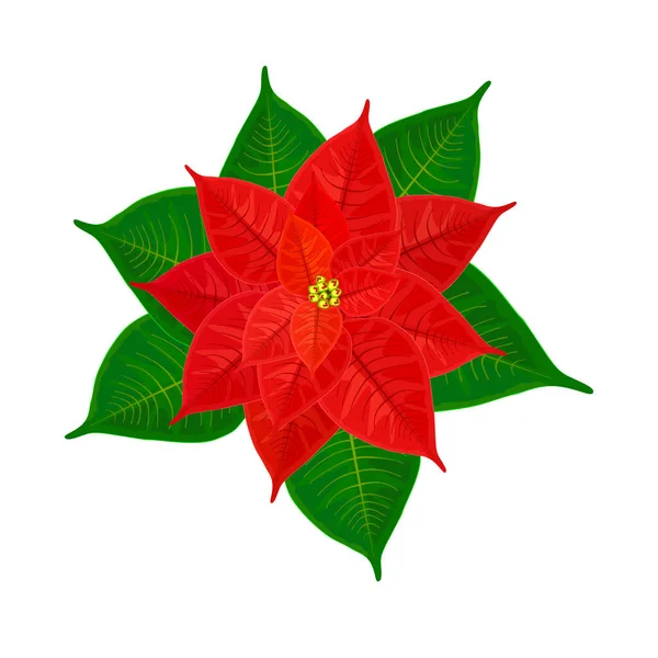 Poinsettia Roja Navidad Aislada Sobre Fondo Blanco Símbolo Estrella Navidad — Archivo Imágenes Vectoriales