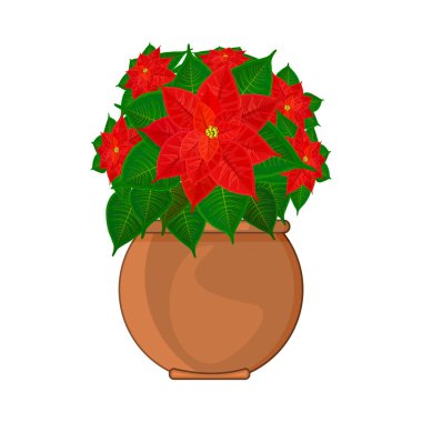 Poinsettia bitkisi beyaz arka planda izole edilmiş. Noel ve yeni yılın geleneksel Noel yıldızı sembolü. Yeşil yapraklı çiçek ve seramik saksıda kırmızı taç yaprakları. Stok vektör illüstrasyonu