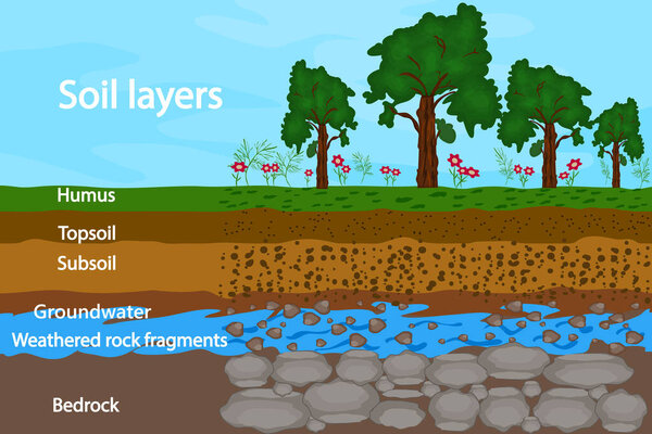 Soil layers. Diagram for layer of soil. Soil layer scheme with grass, earth texture, groundwater and stones. Cross section of humus or organic and underground soil layers beneath. Stock vector illustration