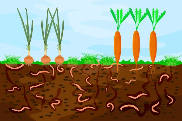 Coupe Sol Avec Vers Terre Légumes Vers Terre Dans Sol — Image vectorielle