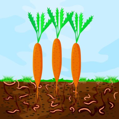 Havuç ve solucan dolu bir yer. Bahçedeki toprakta solucanlar. Organik madde, mikroorganizma ve solucanlarla gübreleme işlemi. Organik sebze konsepti. Stok vektör illüstrasyonu