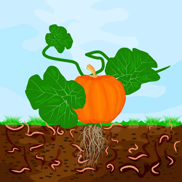 カボチャとミミズで地面を切り取ります 庭の土壌中のミミズ 有機物 微生物やミミズでプロセスを構成します 有機野菜のコンセプト ストックベクトルイラスト — ストックベクタ