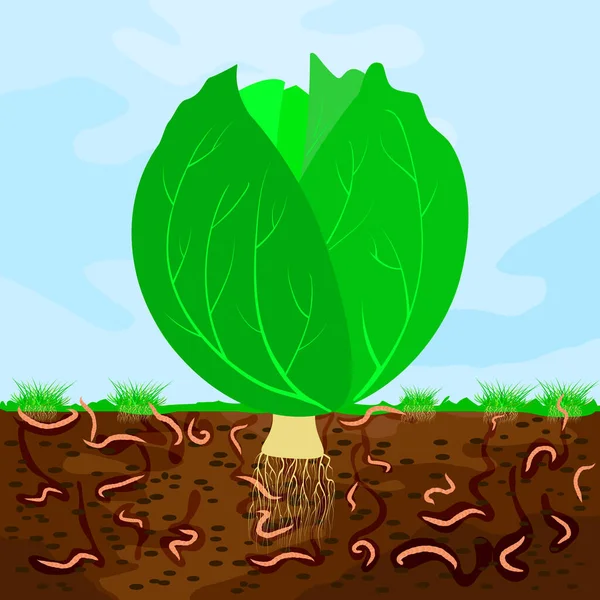 緑肥ストックベクター ロイヤリティフリー緑肥イラスト ページ 2 Depositphotos