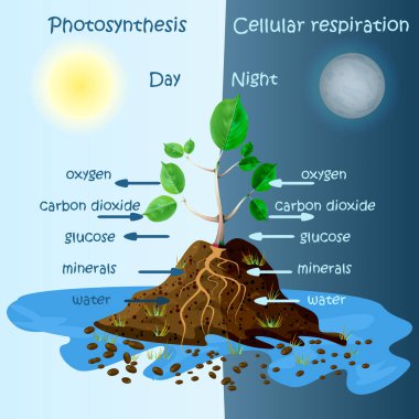 Diagram of plant photosynthesis. Photosynthesis explanation science. Photosynthesis process poster with plant, text and arrows. Tree produce oxygen. Education chart of biology. Stock vector illustration clipart