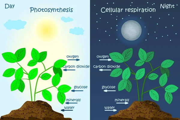 植物光合作用图 光合作用解释科学 光合作用处理海报与植物 文字和箭头 树产生氧气 生物学教育图表 种群矢量说明 — 图库矢量图片