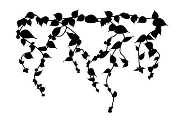 Ivy vine silhouette isolated on white background. Vine plant. Black hanging vine with leaves. Spring or nature plant design. Flat leaves hanging down. Floral pattern. Stock vector illustration