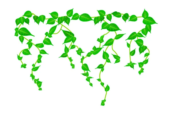 Efeu Rebenzweig Isoliert Auf Weißem Hintergrund Weinpflanze Grüne Hängende Weinreben — Stockvektor