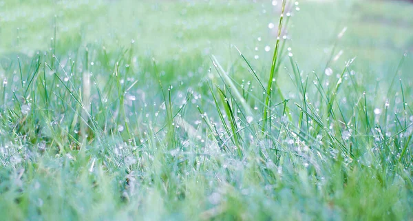 Juicy Lush Green Grass Meadow Drops Water Dew Morning Light — Stock Photo, Image