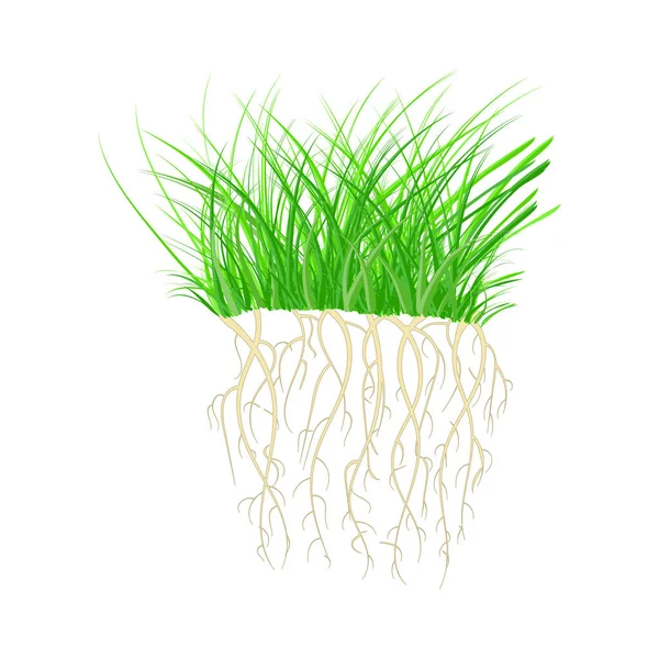 Groen Gras Met Wortels Geïsoleerd Witte Achtergrond Tuft Vorm Van — Stockvector