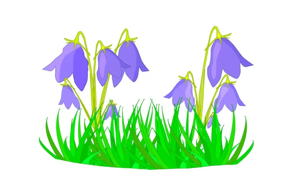 Gras Met Bloem Geïsoleerd Witte Achtergrond Lente Zomer Gras Bluebells — Stockvector