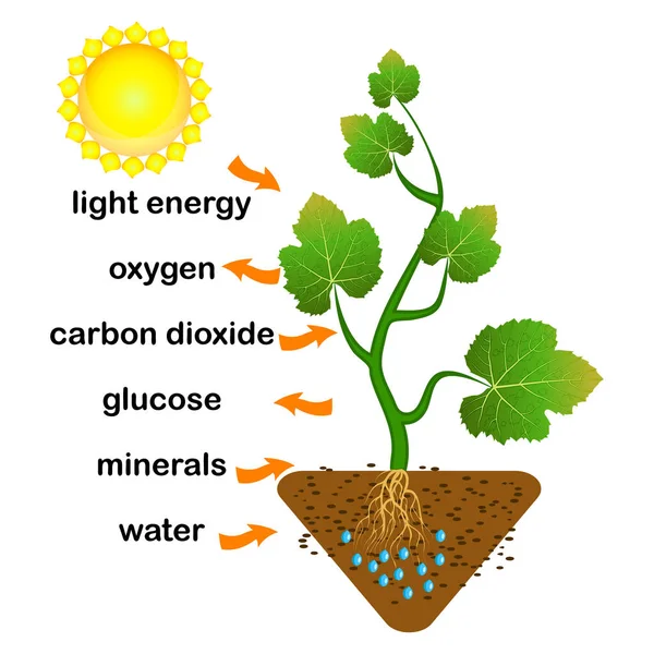 Photosynthesis Diagram Process Plant Produce Oxygen Photosynthesis Process Labelled Science — Stock Vector