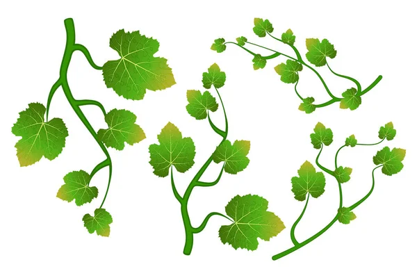 葡萄藤攀枝植物 叶子被隔离在白色的背景上 葡萄藤或常春藤装饰植物 波威小树枝 华丽的绿色设计 种群矢量说明 — 图库矢量图片