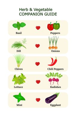 Bitki ve sebze yoldaşı, beyaz arka planda izole edilmiş, ekme kılavuzu bilgileri. Bahçe için en iyi bitki. İdeal sebze eşleriyle birlikte beş çift ot. Arkadaş ekme şeması. Stok vektör illüstrasyonu