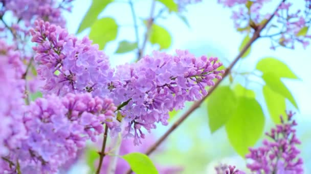 Nahaufnahme blühender Flieder gegen den Himmel im Park. — Stockvideo