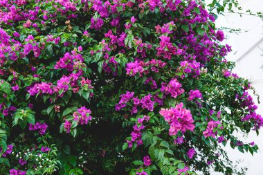 Pembe çiçekli begonviller hindi sokaklarında. Yunan çiçek kavramı.