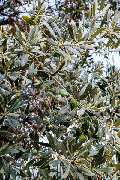 Olive Tree Branch Fruits Close — Stock Photo, Image