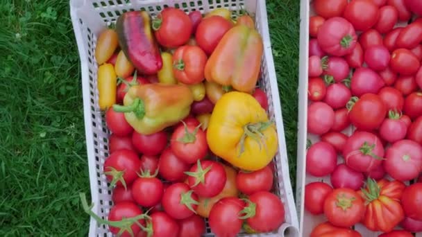 Cosechar diferentes tipos de tomates — Vídeo de stock