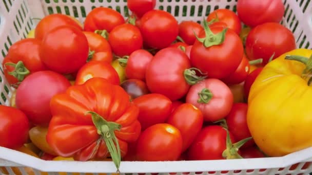 Oogsten van verschillende soorten tomaten — Stockvideo