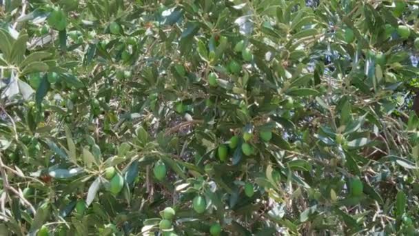 Оливковые ветви с зелеными оливками — стоковое видео