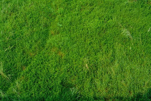 A close-up showcasing the vivid red of poinsettia 