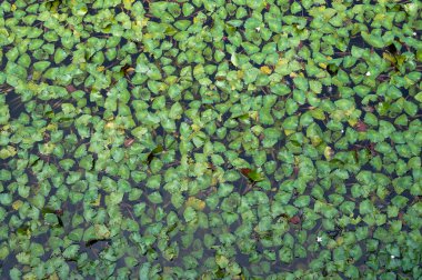 Elevated train track with a high-speed rail, lush greenery, and an electric tower in the countryside.